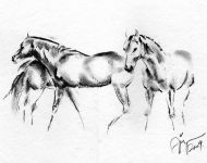 horses-2